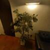 ル・ペイブラン(渋谷区/ラブホテル)の写真『503号室の観葉植物 もちろん造花 埃かぶっていて、残念です。』by angler
