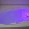 ホテル ローリエ(中野区/ラブホテル)の写真『402号室　バブルバス機能＆照明使用時の浴槽』by マーケンワン